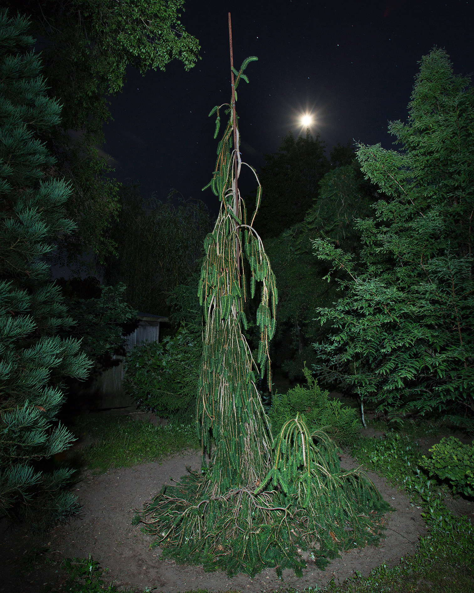 Norway Spruce ‘Cobra’ - Folly Tree Arboretum