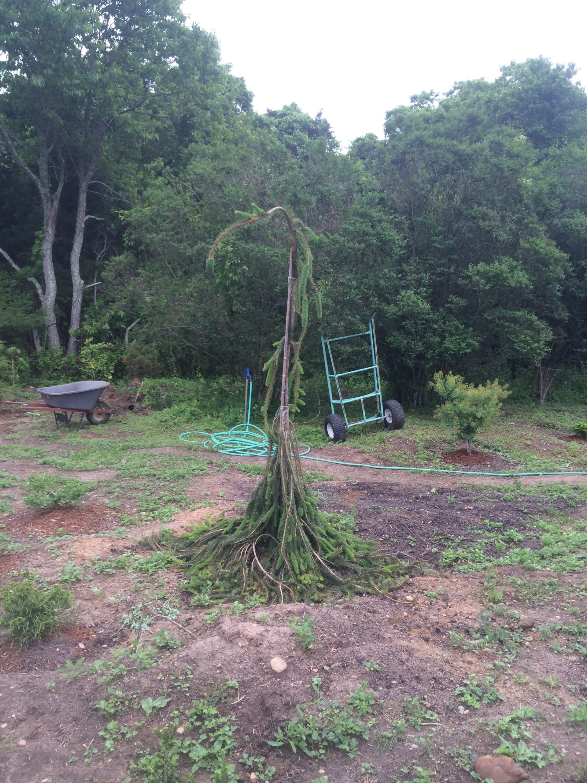 Norway Spruce ‘Cobra’ - Folly Tree Arboretum