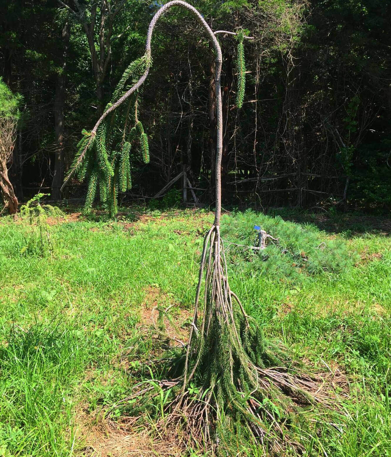 Norway Spruce ‘Cobra’ - Folly Tree Arboretum