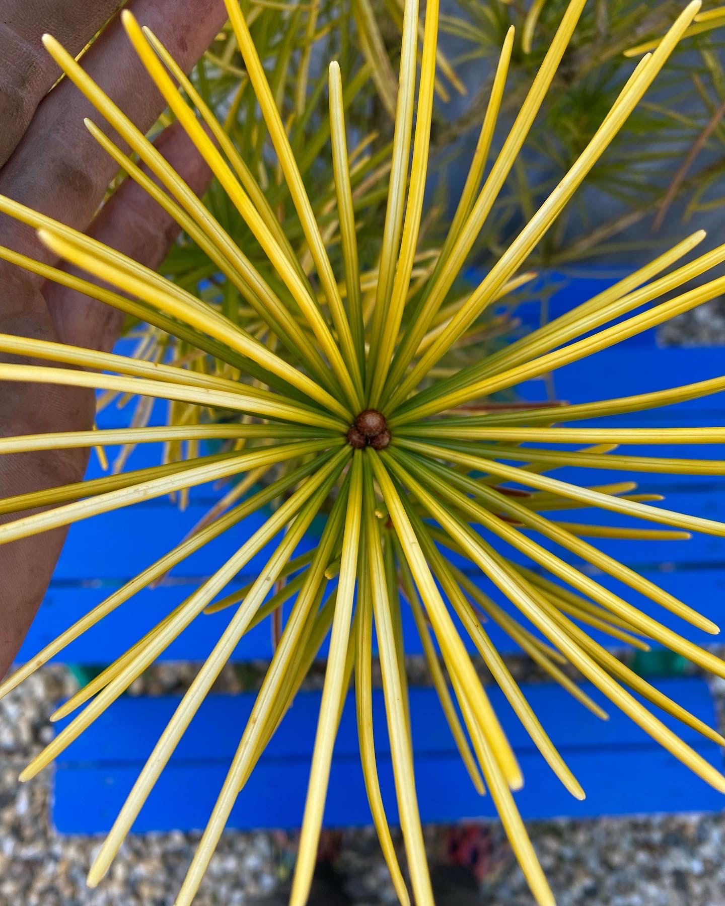 Japanese Umbrella Pine 'Ossorio's Gold' Folly Tree Arboretum