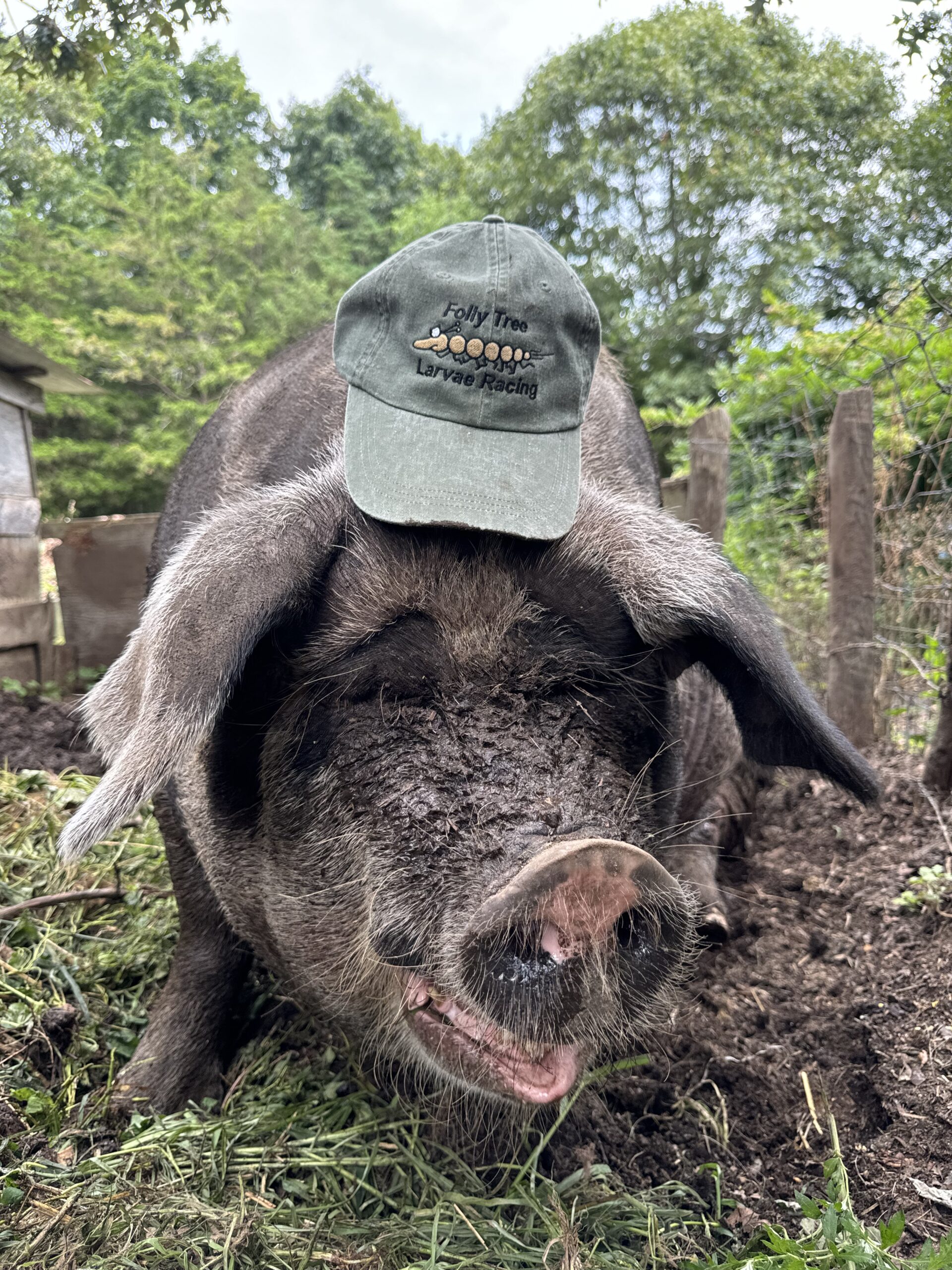 Larvae Racing Hat